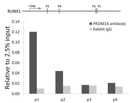 PRDM14 Rabbit pAb