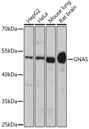 GNAS Rabbit pAb