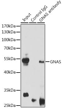 GNAS Rabbit pAb