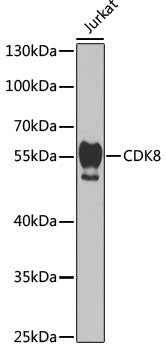 [KO Validated] CDK8 Rabbit pAb