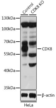 [KO Validated] CDK8 Rabbit pAb