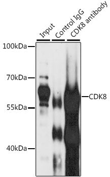 [KO Validated] CDK8 Rabbit pAb