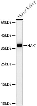 HAX1 Rabbit pAb