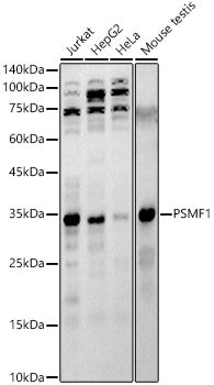 PSMF1 Rabbit pAb