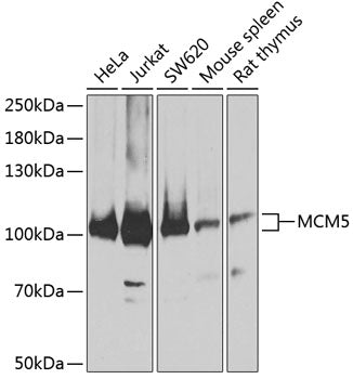 MCM5 Rabbit pAb