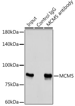 MCM5 Rabbit pAb