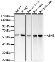 ASNS Rabbit pAb