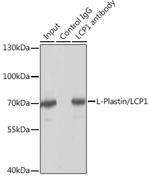 L-Plastin/LCP1 Rabbit pAb