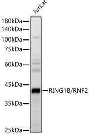 RING1B/RNF2 Rabbit pAb