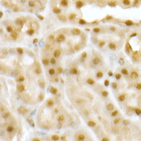 RING1B/RNF2 Rabbit pAb