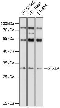 STX1A Rabbit pAb