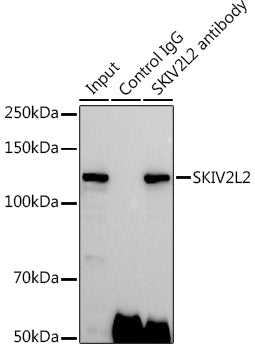 SKIV2L2 Rabbit pAb