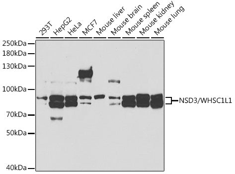 [KO Validated] NSD3/WHSC1L1 Rabbit pAb
