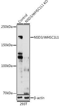 [KO Validated] NSD3/WHSC1L1 Rabbit pAb