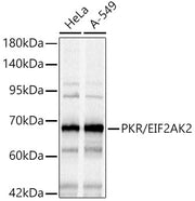 PKR/EIF2AK2 Rabbit pAb