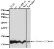HSPE1/HSP10/CPN10 Rabbit mAb
