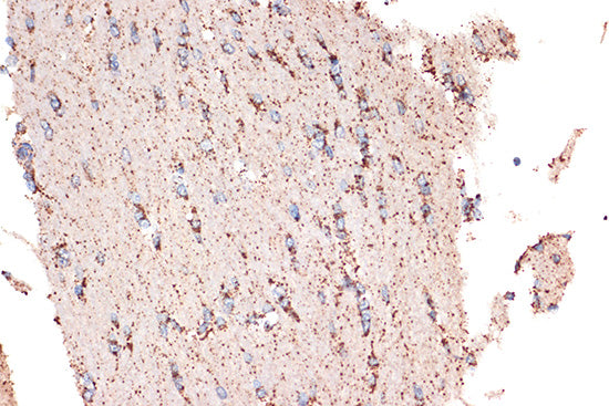 HSPE1/HSP10/CPN10 Rabbit mAb
