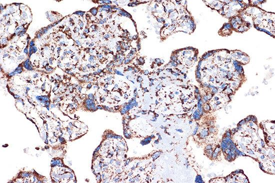 HSPE1/HSP10/CPN10 Rabbit mAb