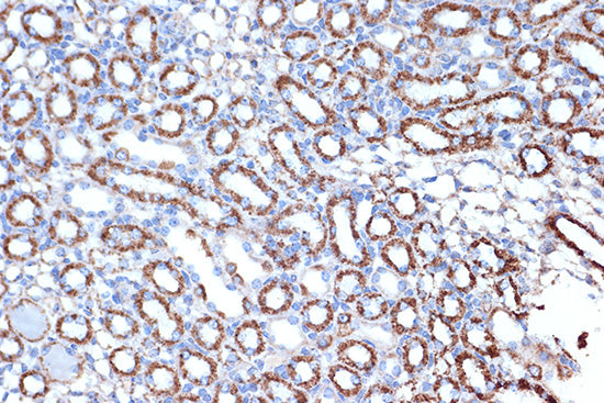 HSPE1/HSP10/CPN10 Rabbit mAb