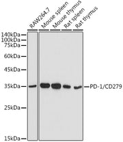 [KO Validated] PD-1/CD279 Rabbit pAb