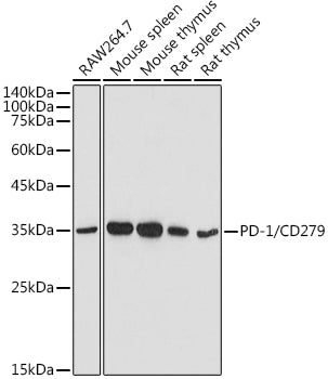 [KO Validated] PD-1/CD279 Rabbit pAb