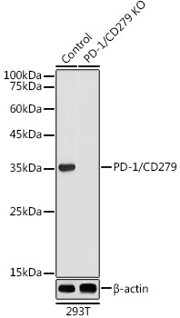 [KO Validated] PD-1/CD279 Rabbit pAb
