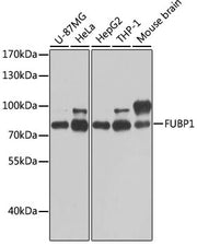 FUBP1 Rabbit pAb