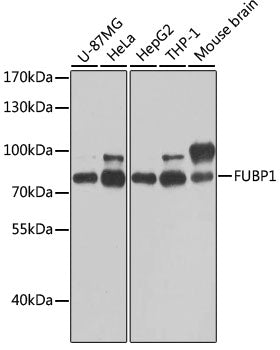 FUBP1 Rabbit pAb