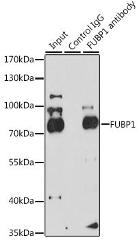 FUBP1 Rabbit pAb