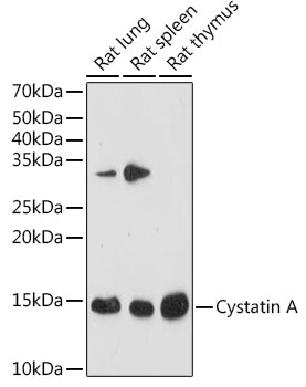 Cystatin A Rabbit mAb