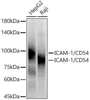 ICAM-1/CD54 Rabbit pAb
