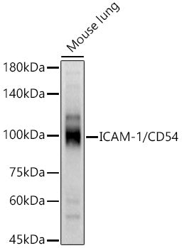ICAM-1/CD54 Rabbit pAb