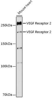 VEGF Receptor 2 Rabbit pAb