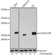 LC3A/LC3B Rabbit pAb