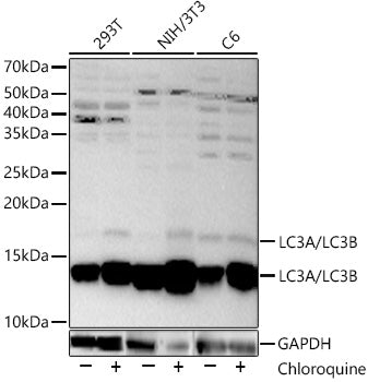 LC3A/LC3B Rabbit pAb