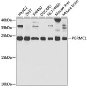 PGRMC1 Rabbit pAb