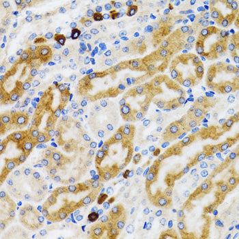 PGRMC1 Rabbit pAb