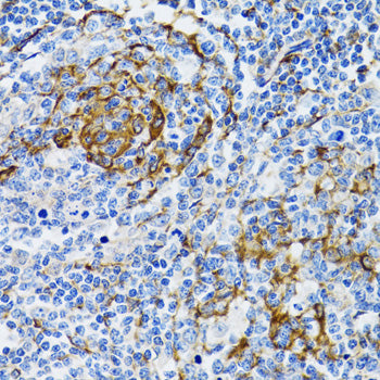 PGRMC1 Rabbit pAb