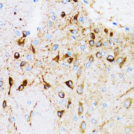 PGRMC1 Rabbit pAb