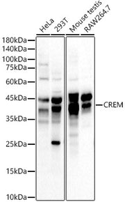 CREM Rabbit pAb