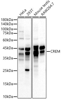 CREM Rabbit pAb
