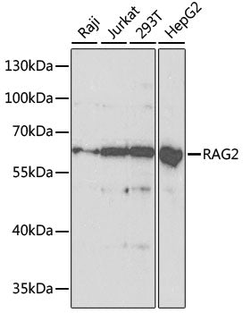 [KO Validated] RAG2 Rabbit pAb