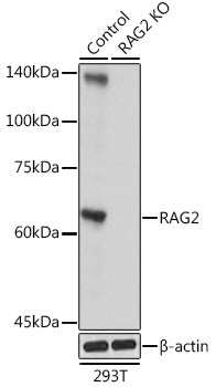 [KO Validated] RAG2 Rabbit pAb