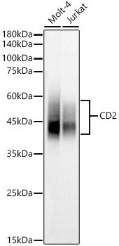 CD2 Rabbit pAb