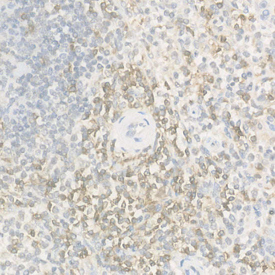 CD2 Rabbit pAb