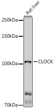 CLOCK Rabbit pAb