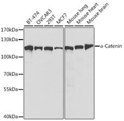 [KO Validated] α-Catenin Rabbit pAb
