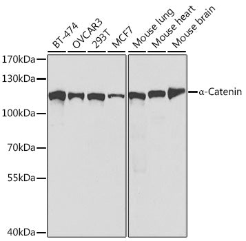 [KO Validated] α-Catenin Rabbit pAb