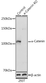 [KO Validated] α-Catenin Rabbit pAb