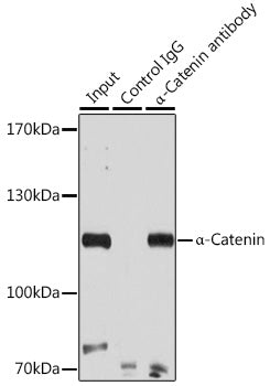 [KO Validated] α-Catenin Rabbit pAb
